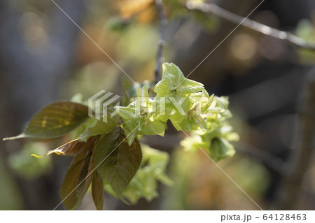 御衣黄桜（ギョイコウザクラ） 64128463