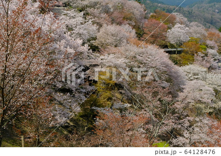 吉野山上千本の桜（奈良県吉野郡吉野町） 64128476