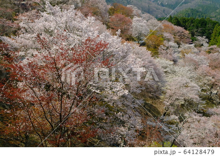 吉野山上千本の桜（奈良県吉野郡吉野町） 64128479