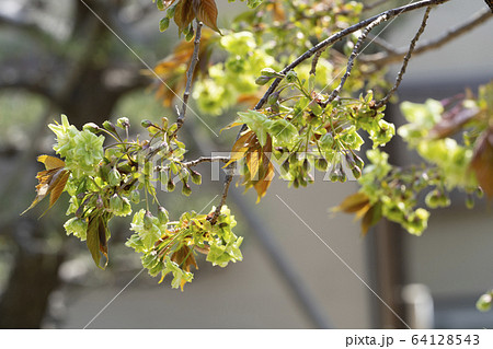 御衣黄桜(ギョイコウザクラ) 御衣黄桜(ギョイコウザクラ) 64128543