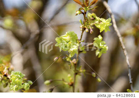 御衣黄桜（ギョイコウザクラ） 64128601