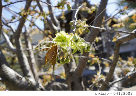 御衣黄桜(ギョイコウザクラ) 御衣黄桜(ギョイコウザクラ) 64128605