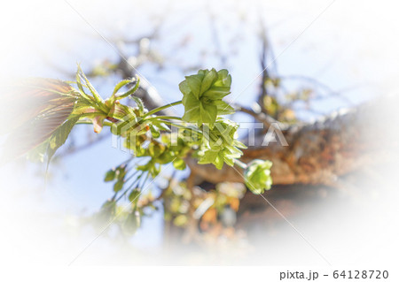 御衣黄桜（ギョイコウザクラ） 64128720