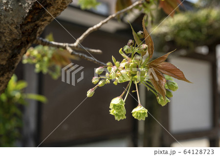 御衣黄桜（ギョイコウザクラ） 64128723