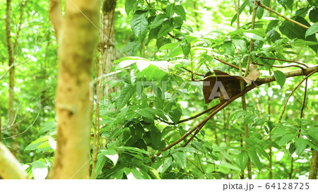 フィリピンのメガネザル　 64128725