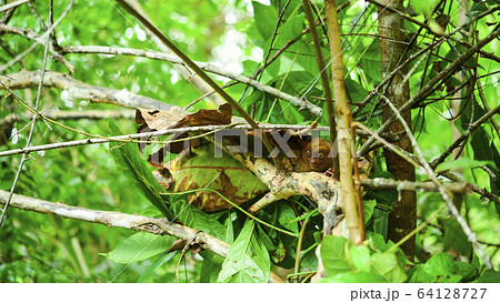 フィリピンのメガネザル フィリピンのメガネザル 64128727