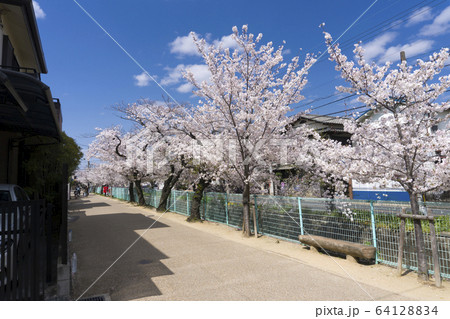 玉串川の桜 64128834