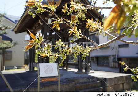 岡崎 松應寺(しょうおうじ)の御衣黄桜(ギョイコウザクラ) 岡崎 松應寺(しょうおうじ)の御衣黄桜(ギョイコウザクラ) 64128877