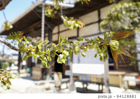 岡崎 松應寺(しょうおうじ)の御衣黄桜(ギョイコウザクラ) 岡崎 松應寺(しょうおうじ)の御衣黄桜(ギョイコウザクラ) 64128881