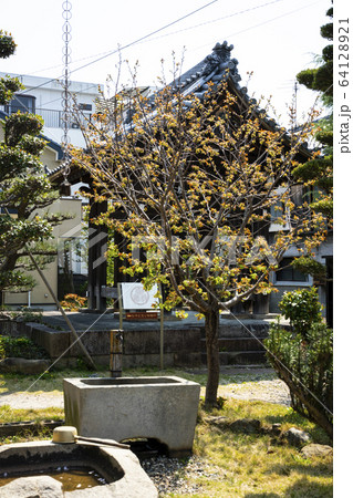 岡崎 松應寺(しょうおうじ)の御衣黄桜(ギョイコウザクラ) 岡崎 松應寺(しょうおうじ)の御衣黄桜(ギョイコウザクラ) 64128921
