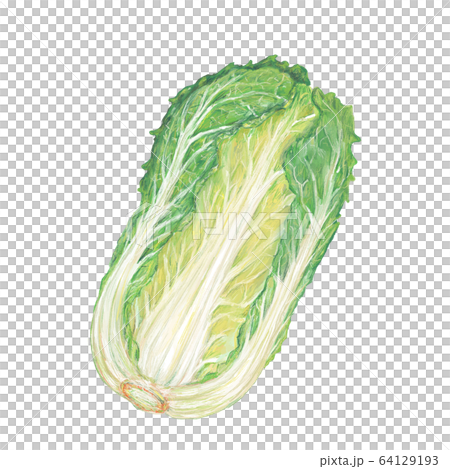 大白菜 大白菜 64129193