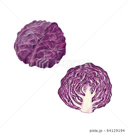 紫キャベツのイラスト素材