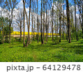 Green forest glade on the background of tall trees and blue cloudy sky 64129478