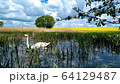Lonely white swan among the reeds on a pond in the wild nature 64129487