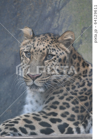 アムールヒョウ29 64129611