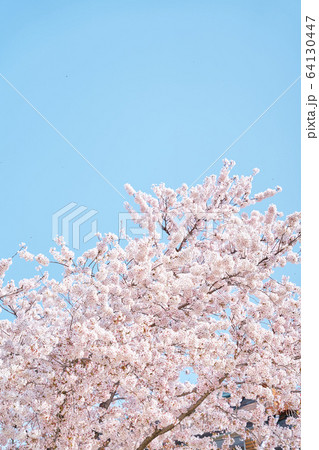 桜 万 花びら 64130447