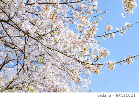 静岡県富士市 龍巌淵の桜 静岡県富士市 龍巌淵の桜 64131023