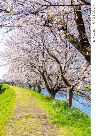 静岡県富士市 龍巌淵の桜 静岡県富士市 龍巌淵の桜 64131027