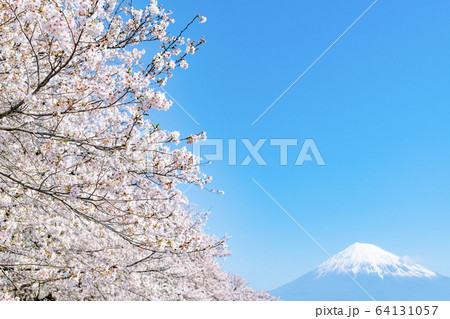 静岡県富士市 龍巌淵の桜と富士山 静岡県富士市 龍巌淵の桜と富士山 64131057