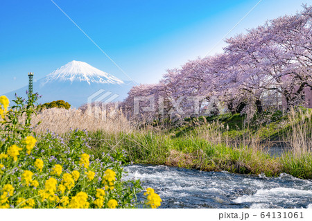 静岡県富士市　龍巌淵の桜と富士山 64131061