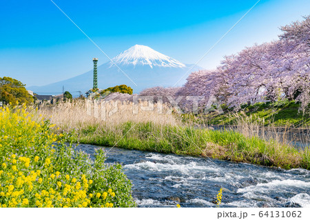 静岡県富士市　龍巌淵の桜と富士山 64131062