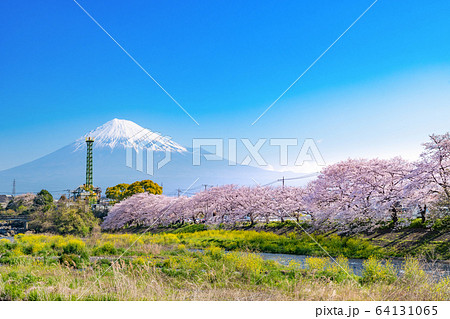 静岡県富士市 龍巌淵の桜と富士山 静岡県富士市 龍巌淵の桜と富士山 64131065