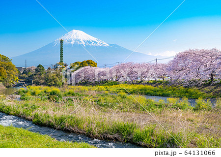 静岡県富士市 龍巌淵の桜と富士山 静岡県富士市 龍巌淵の桜と富士山 64131066