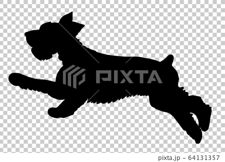 犬シルエット 動物 走る犬 ミニチュア シュナウザーのイラスト素材
