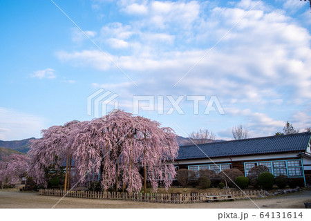 満開の桜と木造校舎 64131614