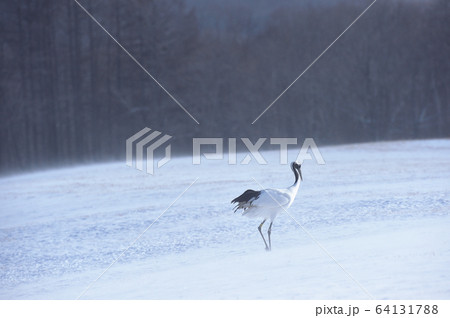 地吹雪とタンチョウ(北海道・鶴居) 地吹雪とタンチョウ(北海道・鶴居) 64131788