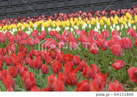 チューリップ　サンテパルク田原 とやまレッド 64131806