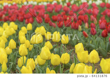 チューリップ　サンテパルク田原 とやまレッド　黄小町 64131876