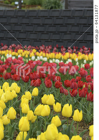 チューリップ　サンテパルク田原 とやまレッド　黄小町 64131877