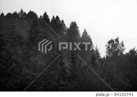 Spruce trees if fog Spruce trees if fog 64133741
