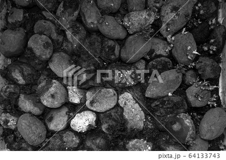 Pile of rotting potatoes waste 64133743