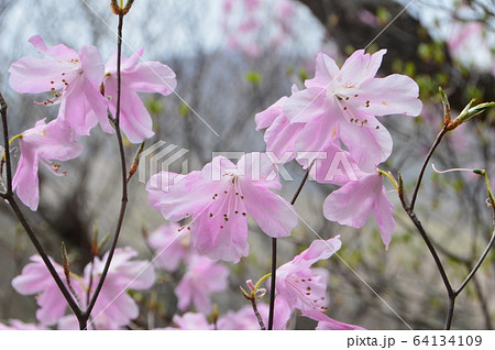 満開のアカヤシオ（篭山･鳥居峠／群馬県前橋市） 64134109