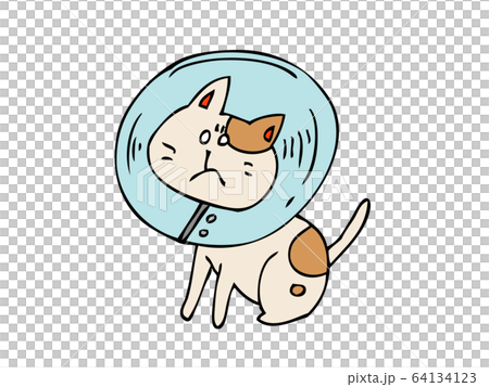 Cat wearing color Cat wearing color 64134123