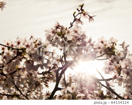 夕桜 64134124