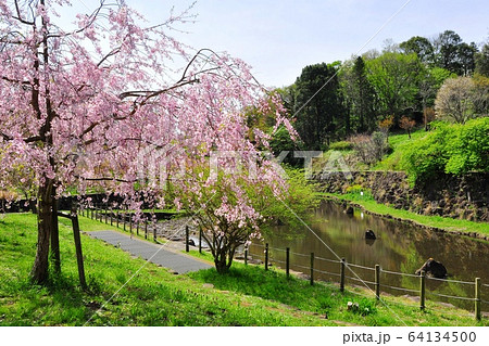 神奈川県茅ケ崎市　県立茅ヶ崎里山公園　中ノ谷池としだれ桜 64134500