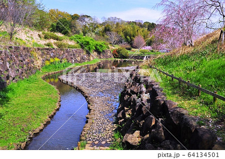 神奈川県茅ケ崎市　県立茅ヶ崎里山公園　中ノ谷池としだれ桜と新緑 64134501