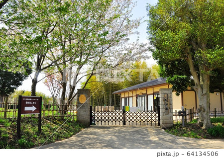 神奈川県茅ケ崎市 県立茅ヶ崎里山公園 里の家と新緑と桜 神奈川県茅ケ崎市 県立茅ヶ崎里山公園 里の家と新緑と桜 64134506