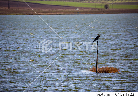 Cormorant resting on wooden pole Cormorant resting on wooden pole 64134522