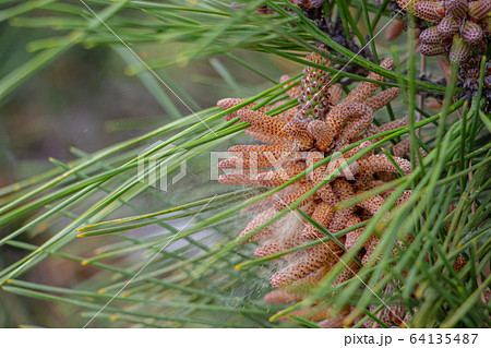 松の木の花粉の写真素材