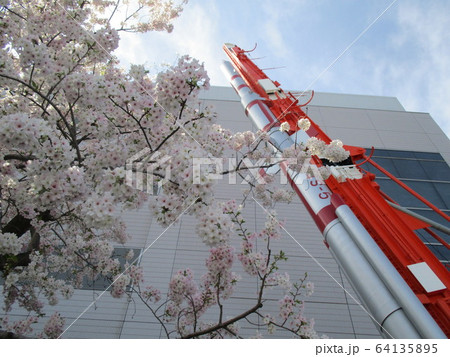 国立科学博物館の桜 国立科学博物館の桜 64135895