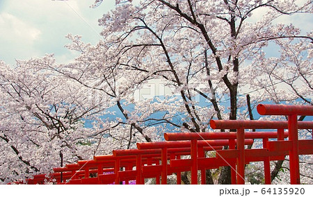 満開の桜と千本鳥居　丸高稲荷神社　和歌山県橋本市 64135920