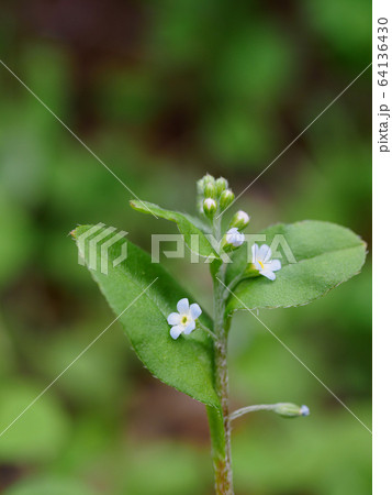 小さな胡瓜草 小さな胡瓜草 64136430