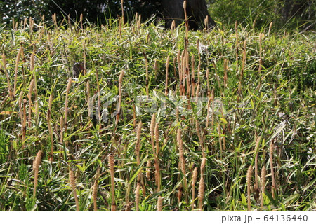 小石川後楽園のツクシ 64136440