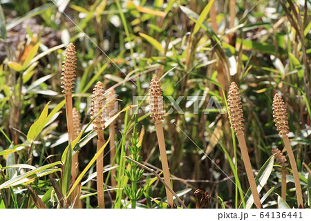 小石川後楽園のツクシ 64136441