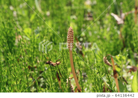 小石川後楽園のツクシ 64136442