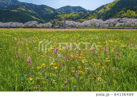 那賀川沿いの花畑と桜並木 【静岡県 松崎町】 那賀川沿いの花畑と桜並木 【静岡県 松崎町】 64136489